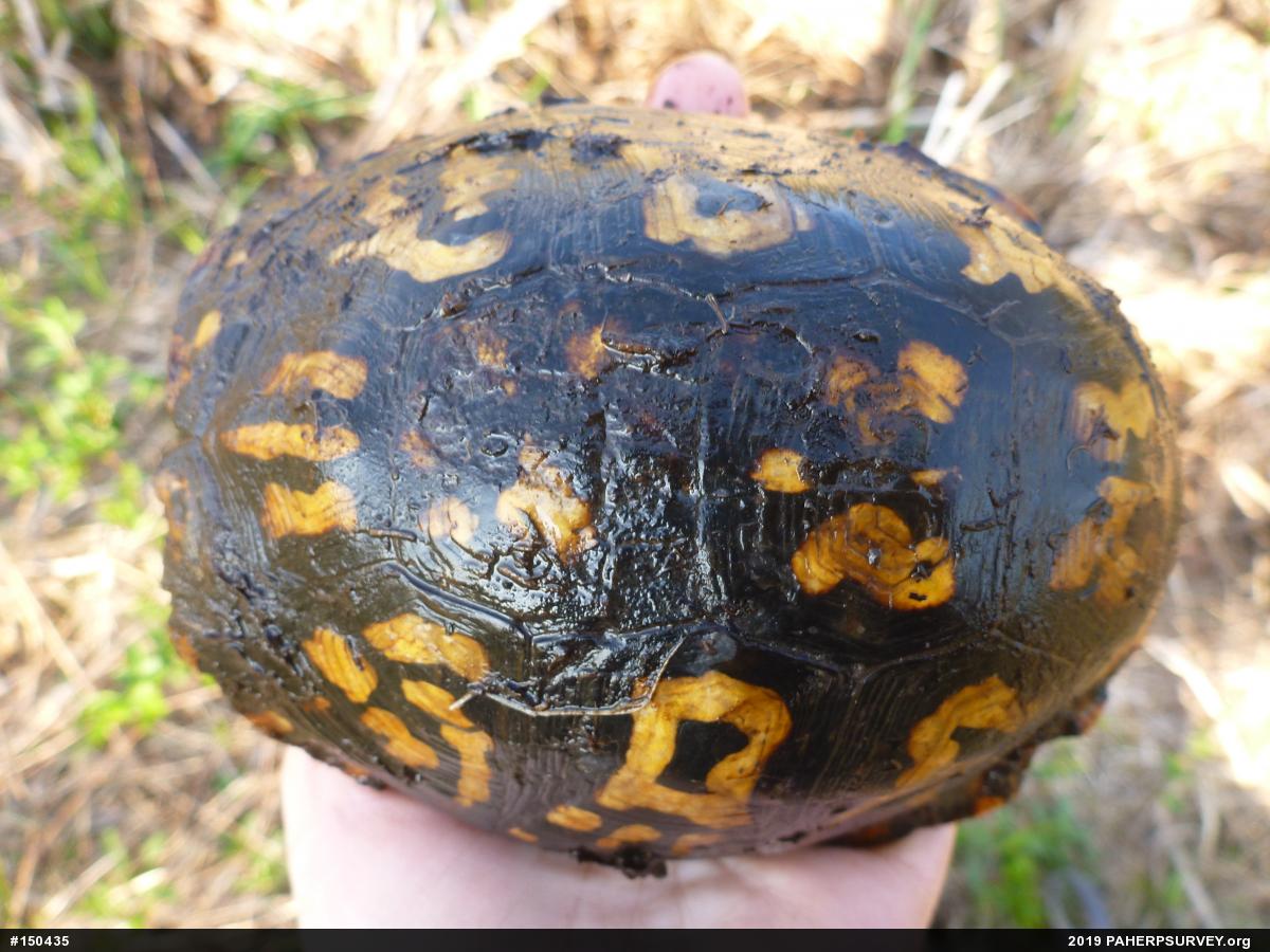 Eastern Box Turtle