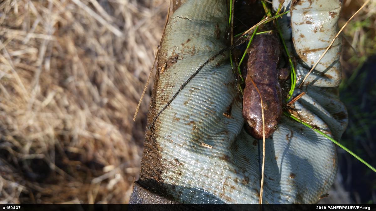 Northern Red Salamander
