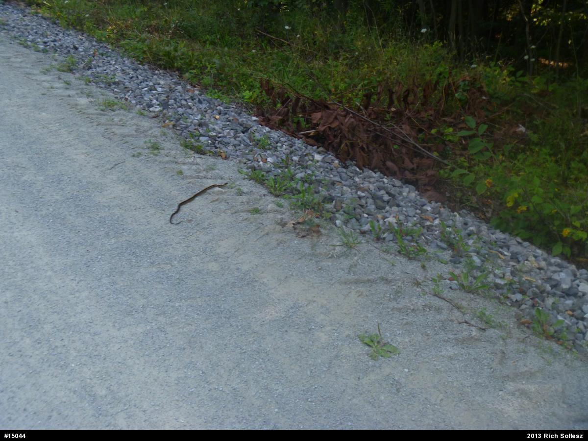 Eastern Gartersnake