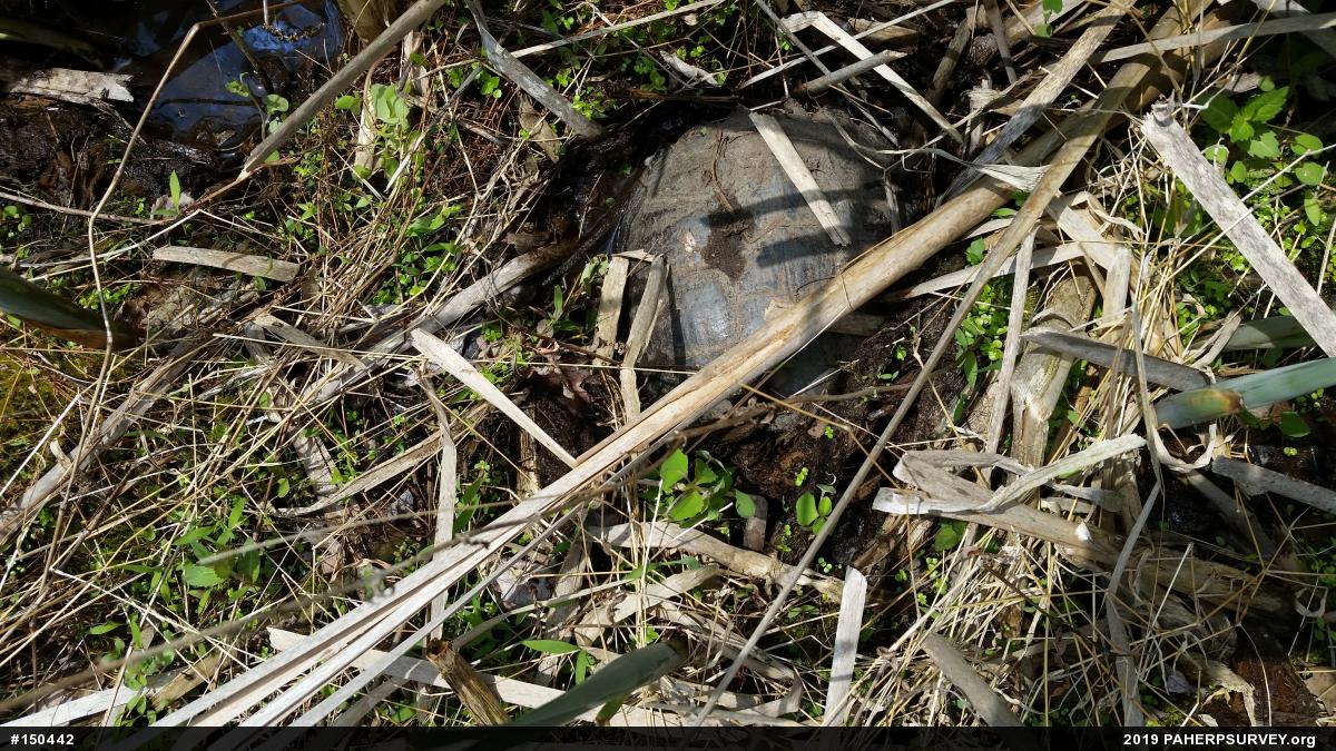 Snapping Turtle