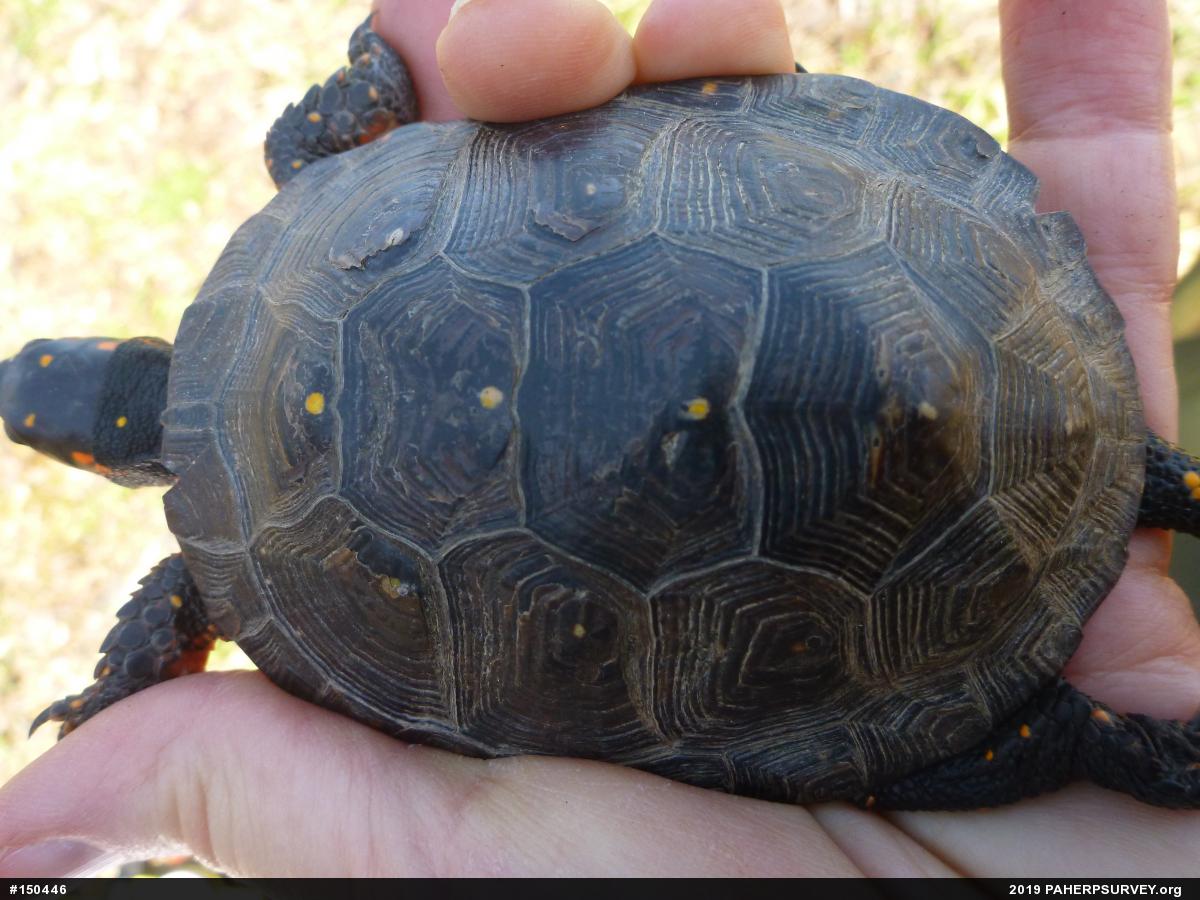 Spotted Turtle