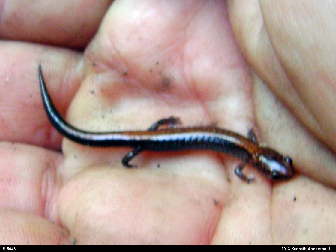 Eastern Red-backed  Salamander