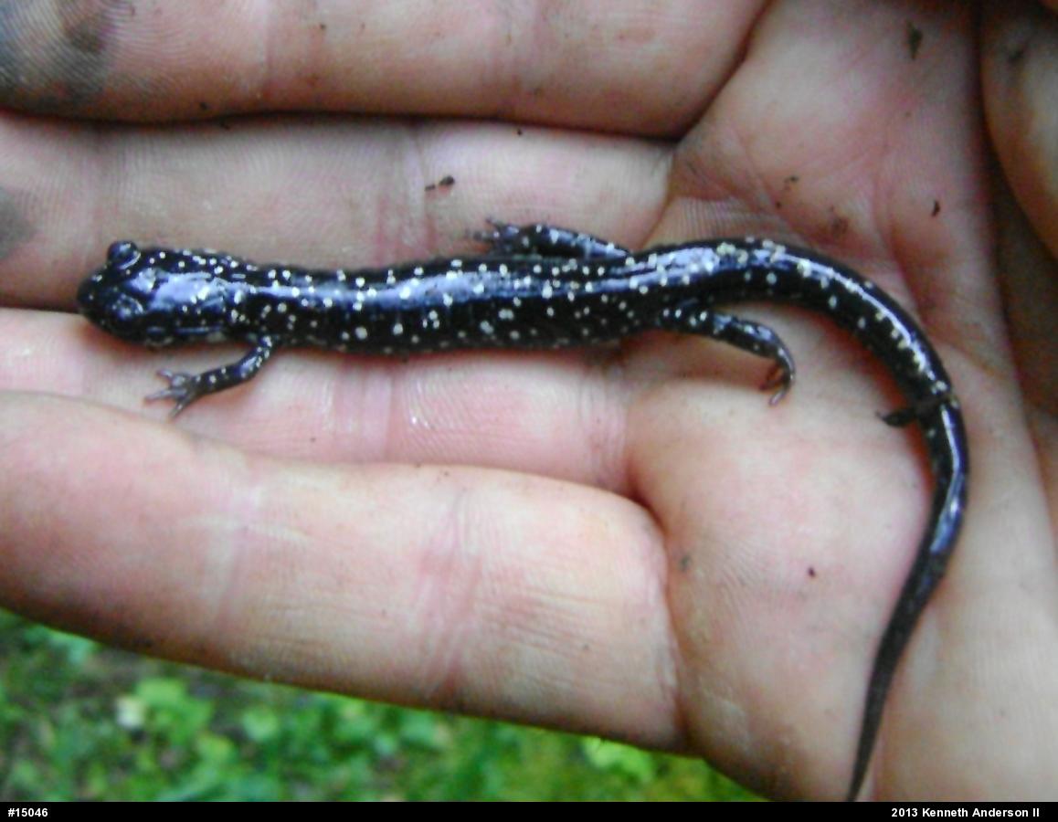 Northern Slimy Salamander