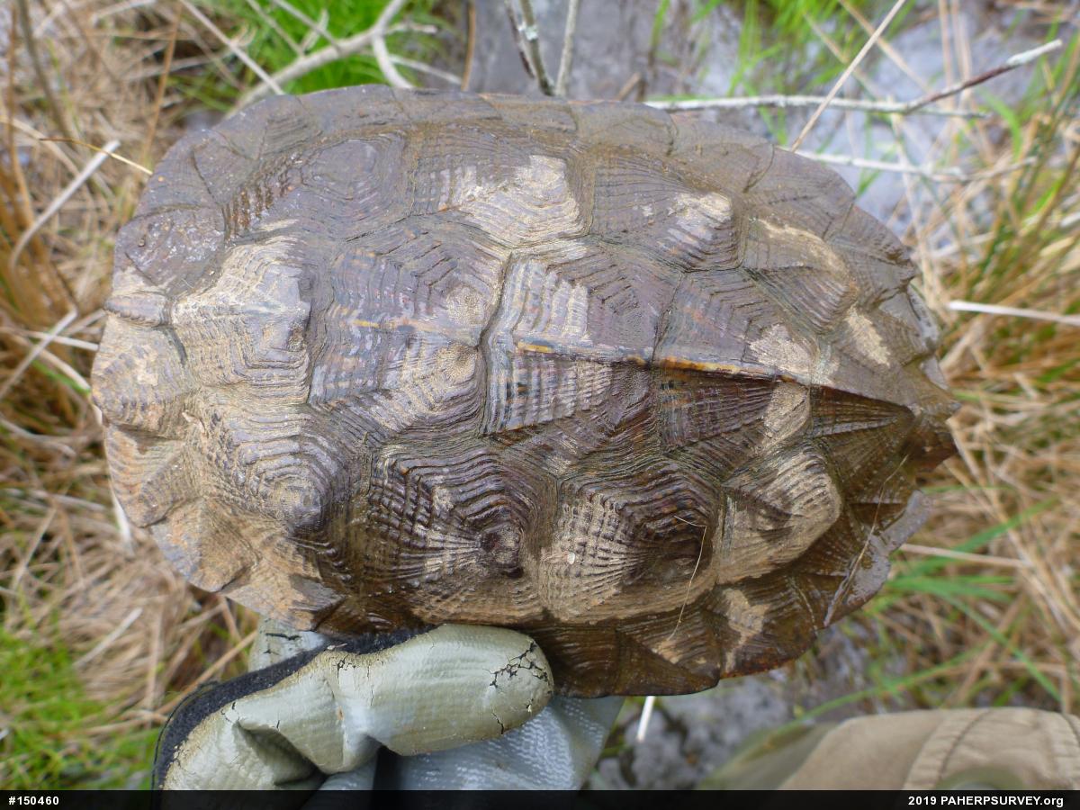 Wood Turtle