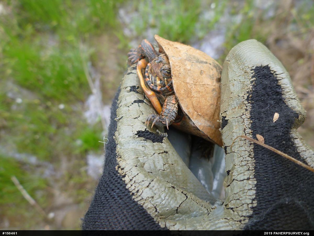 Painted Turtle