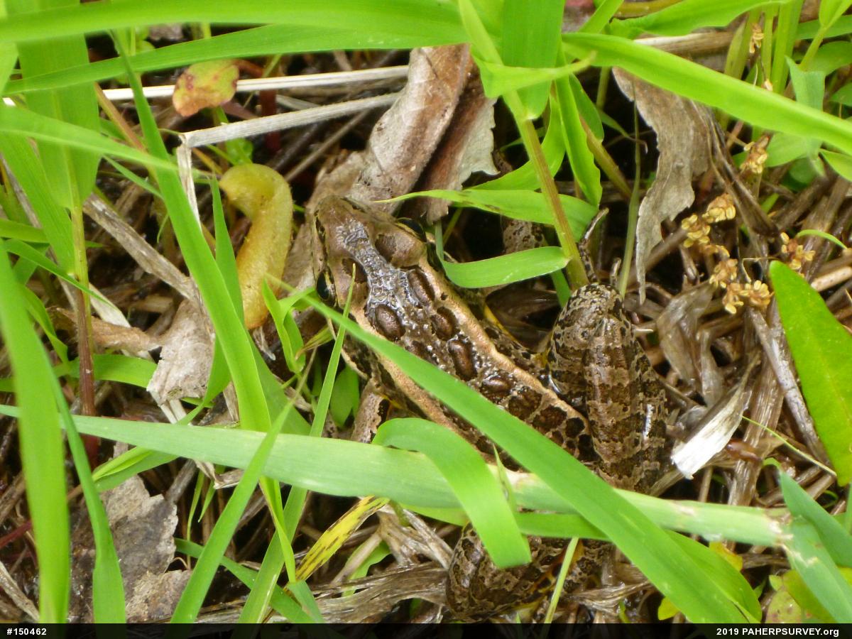 Pickerel Frog