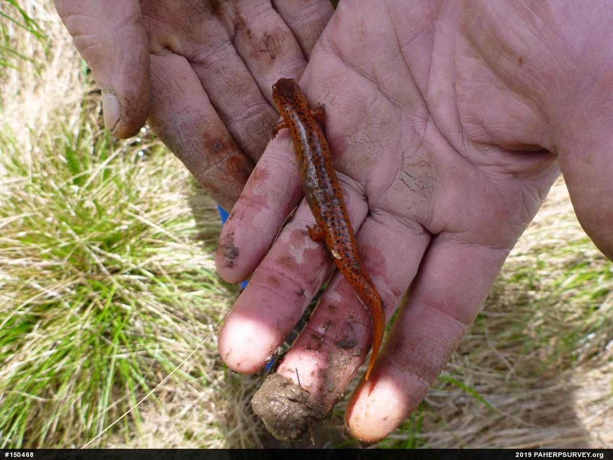 Northern Red Salamander