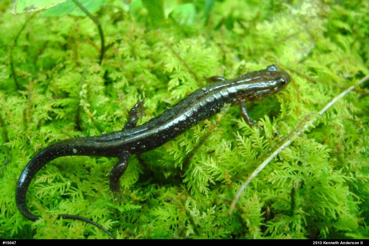 Allegheny Mountain Dusky Salamander