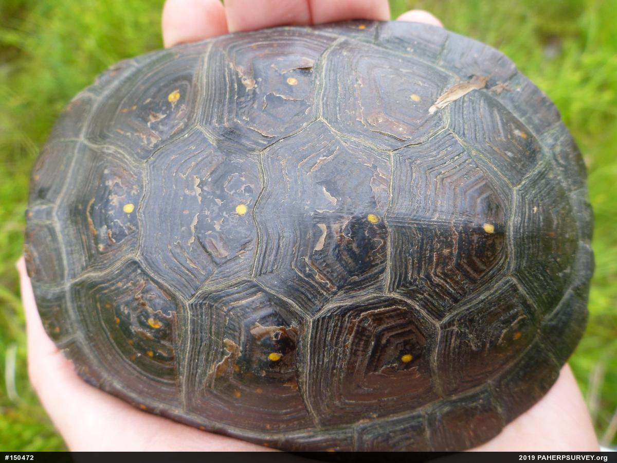 Spotted Turtle