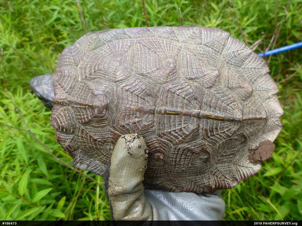 Wood Turtle