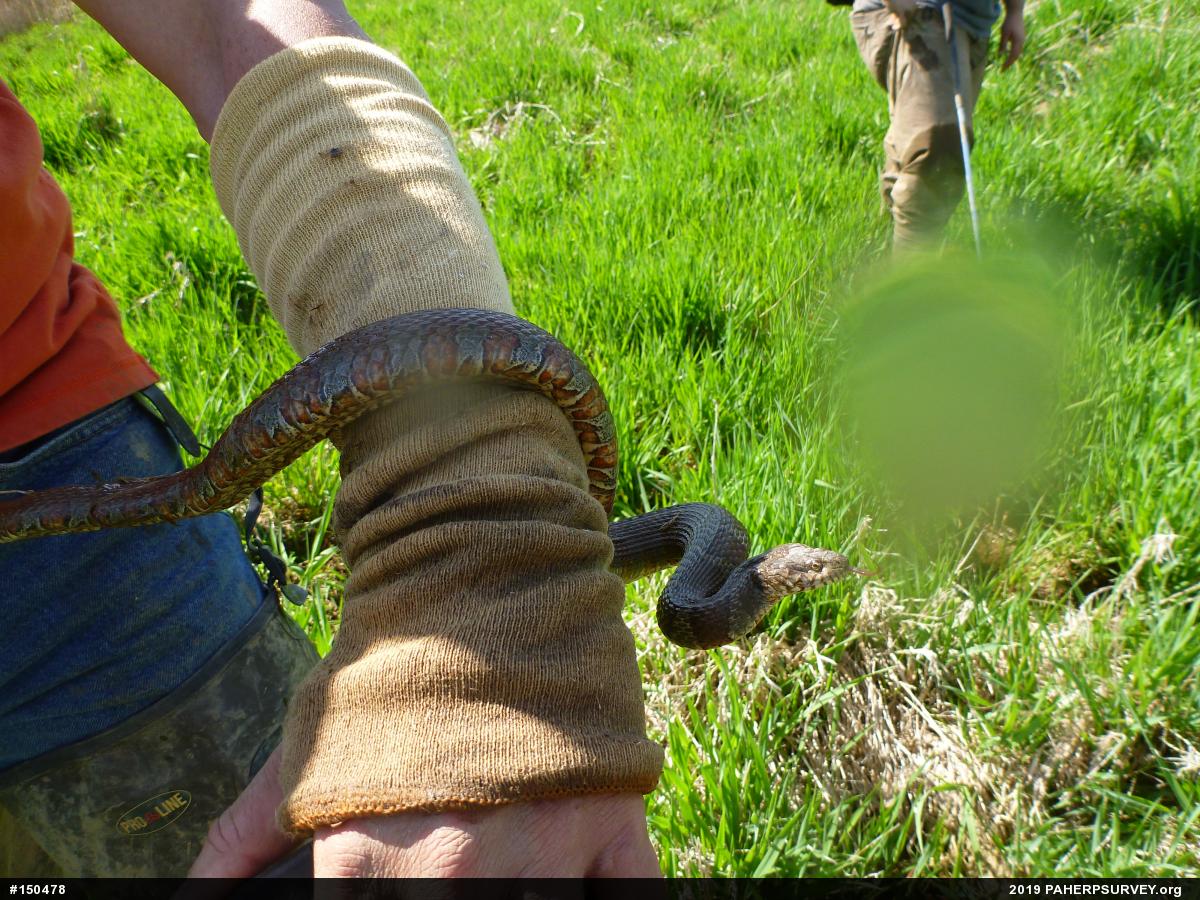 Northern Watersnake