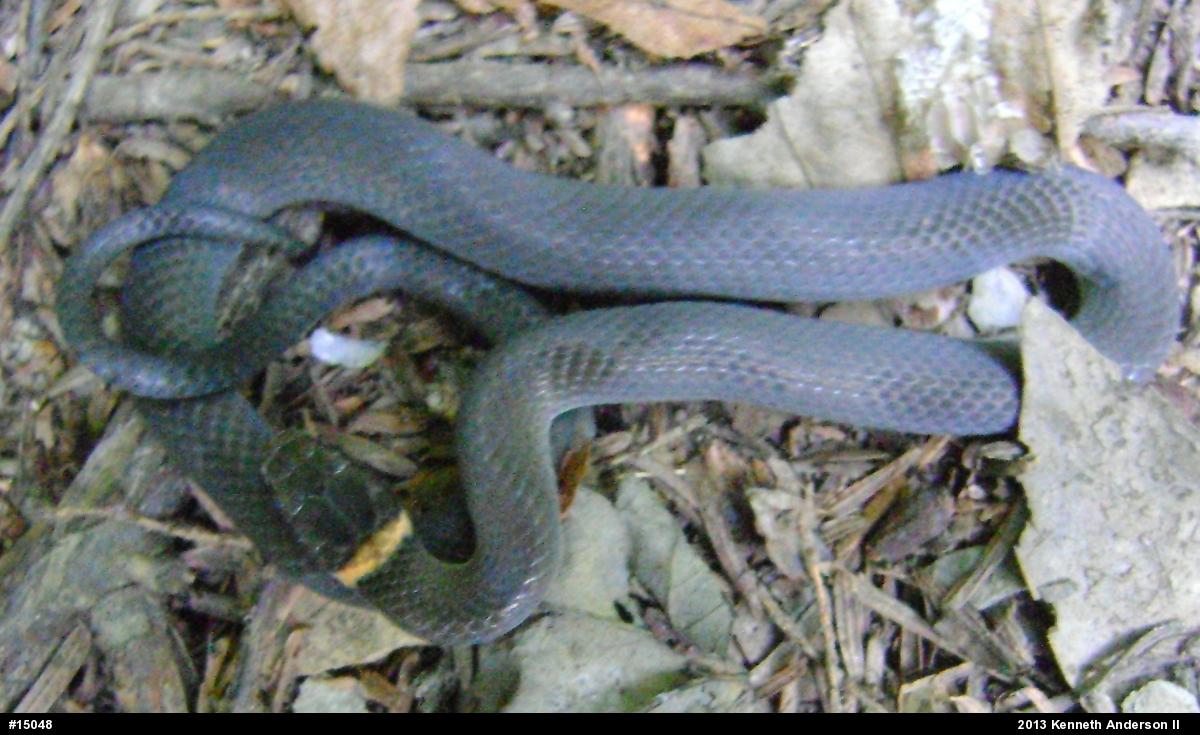 Northern Ring-necked Snake