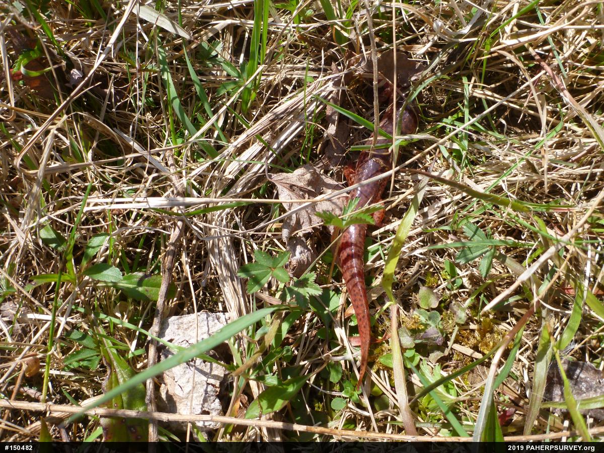 Northern Red Salamander