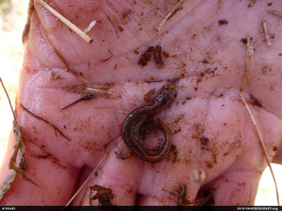 Four-toed Salamander