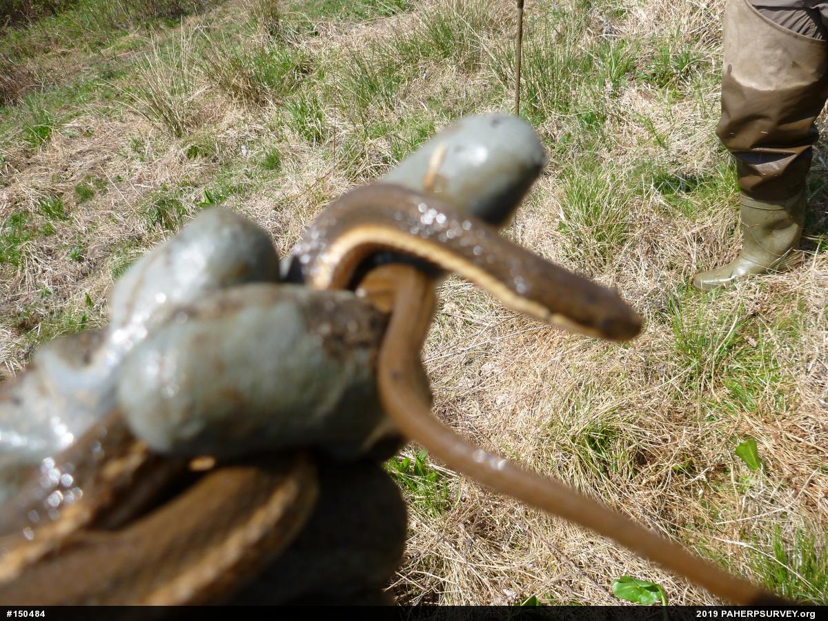 Queensnake