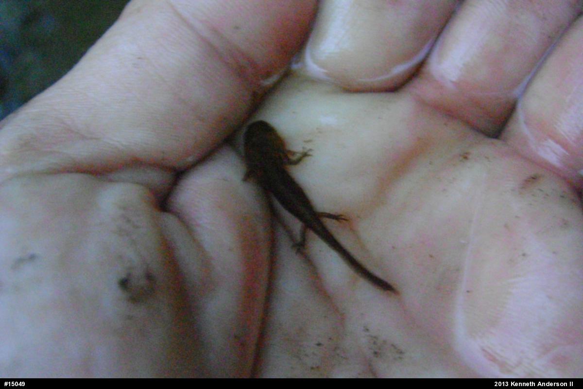 Spotted Salamander