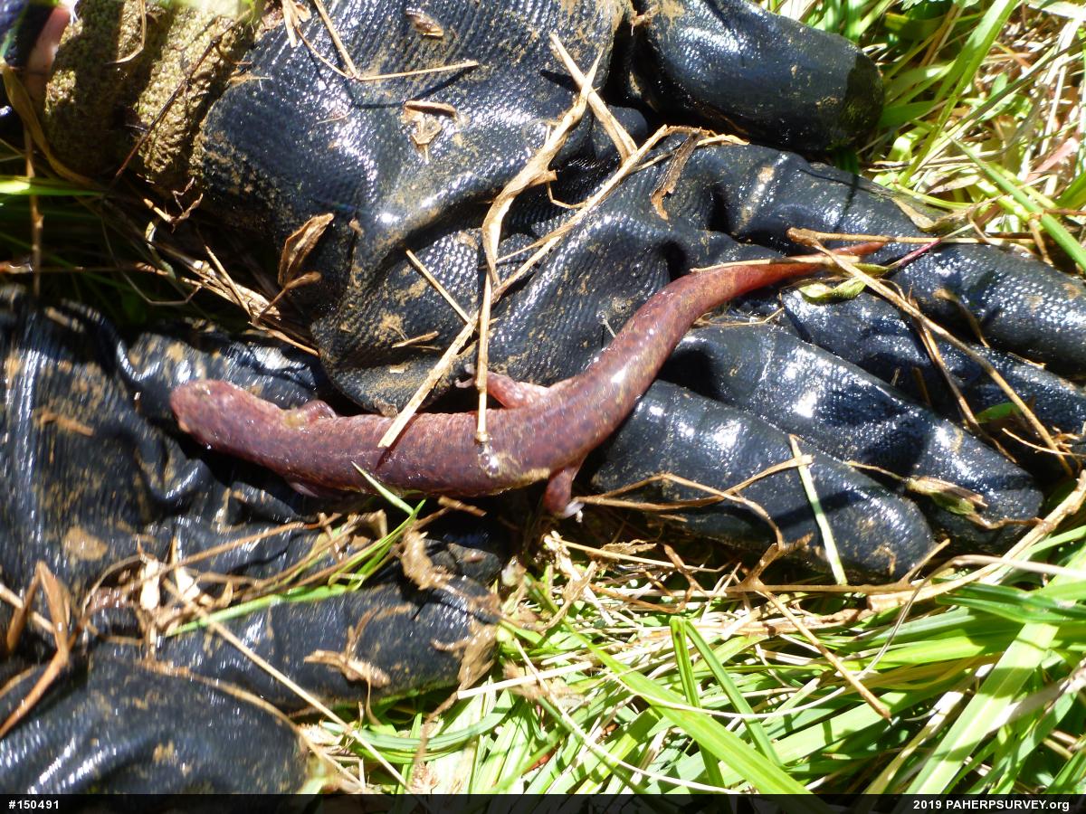 Northern Red Salamander