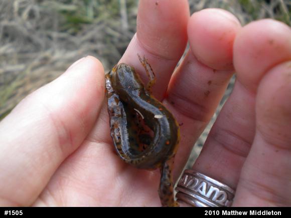 Red-spotted Newt