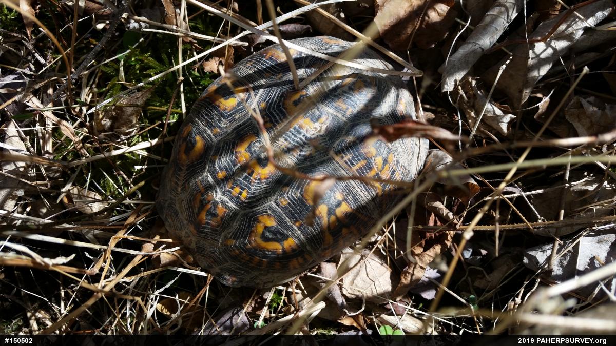 Eastern Box Turtle