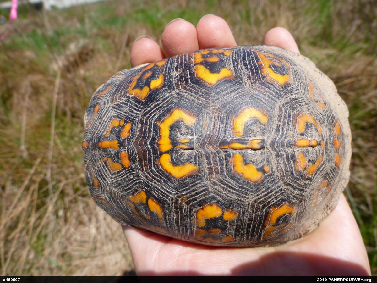 Eastern Box Turtle