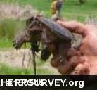 Snapping Turtle