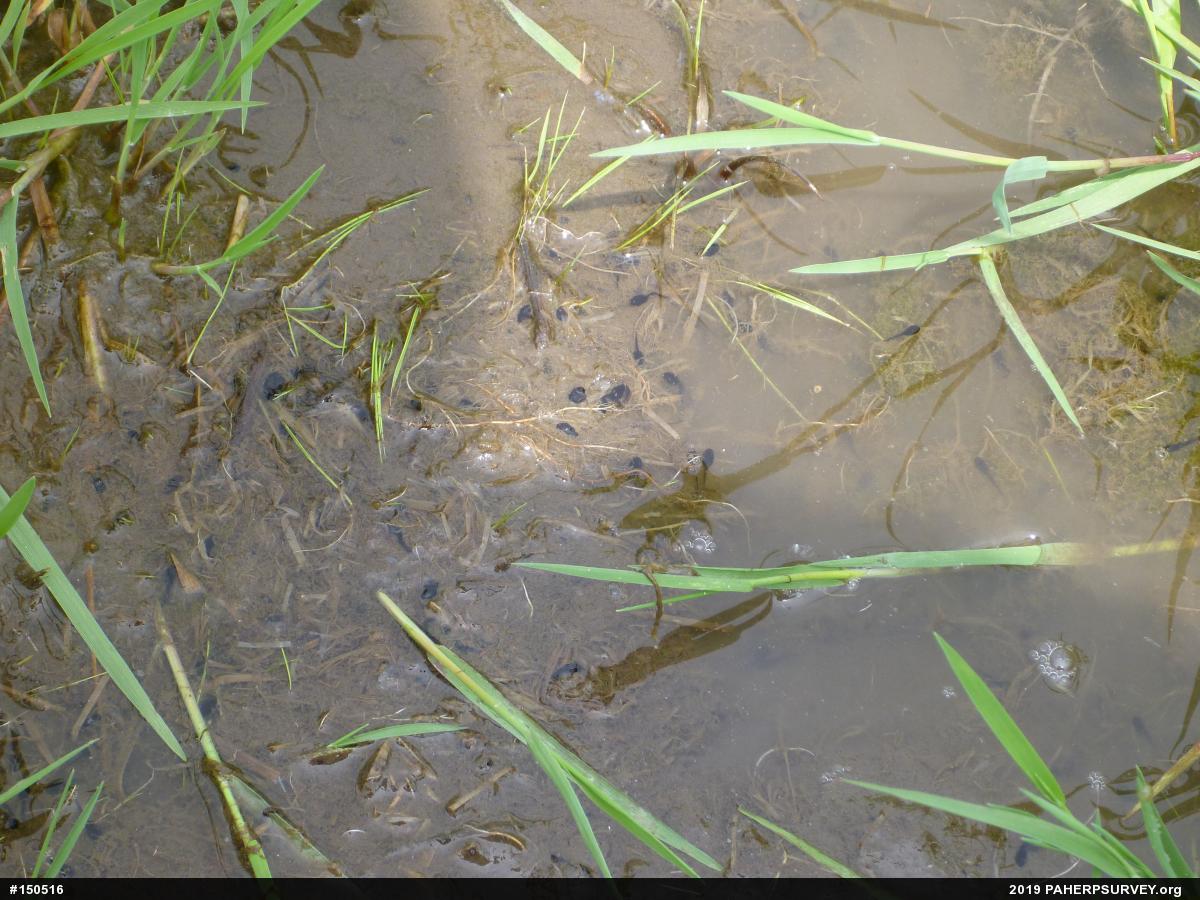 Eastern American Toad