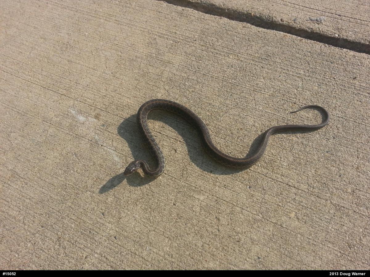 Eastern Gartersnake
