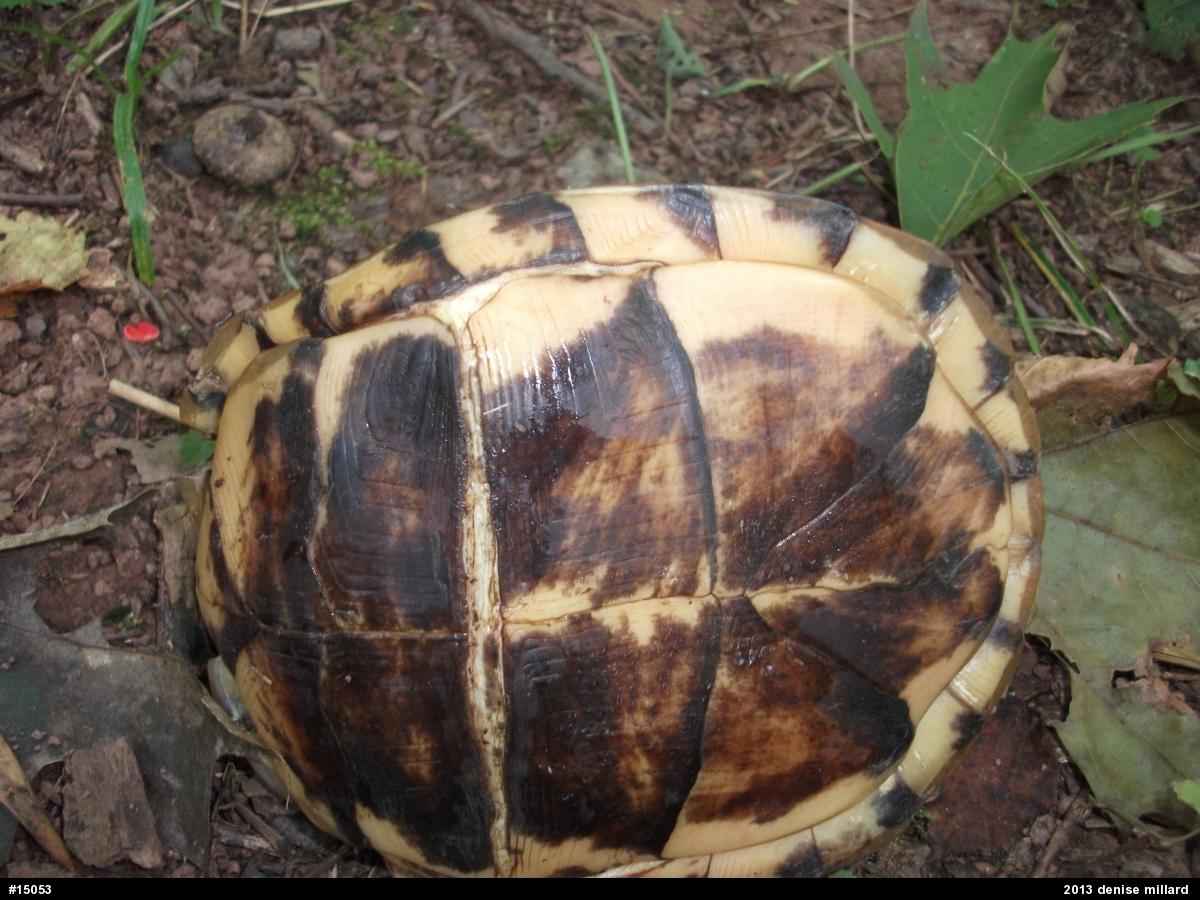 Eastern Box Turtle