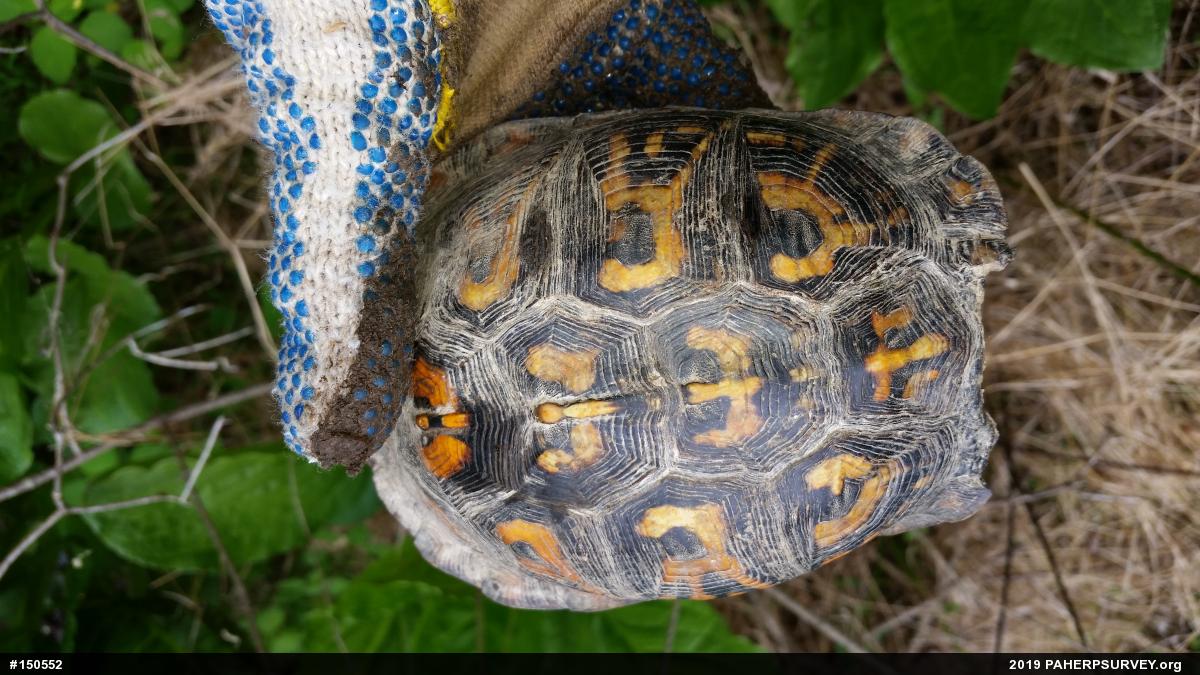 Eastern Box Turtle