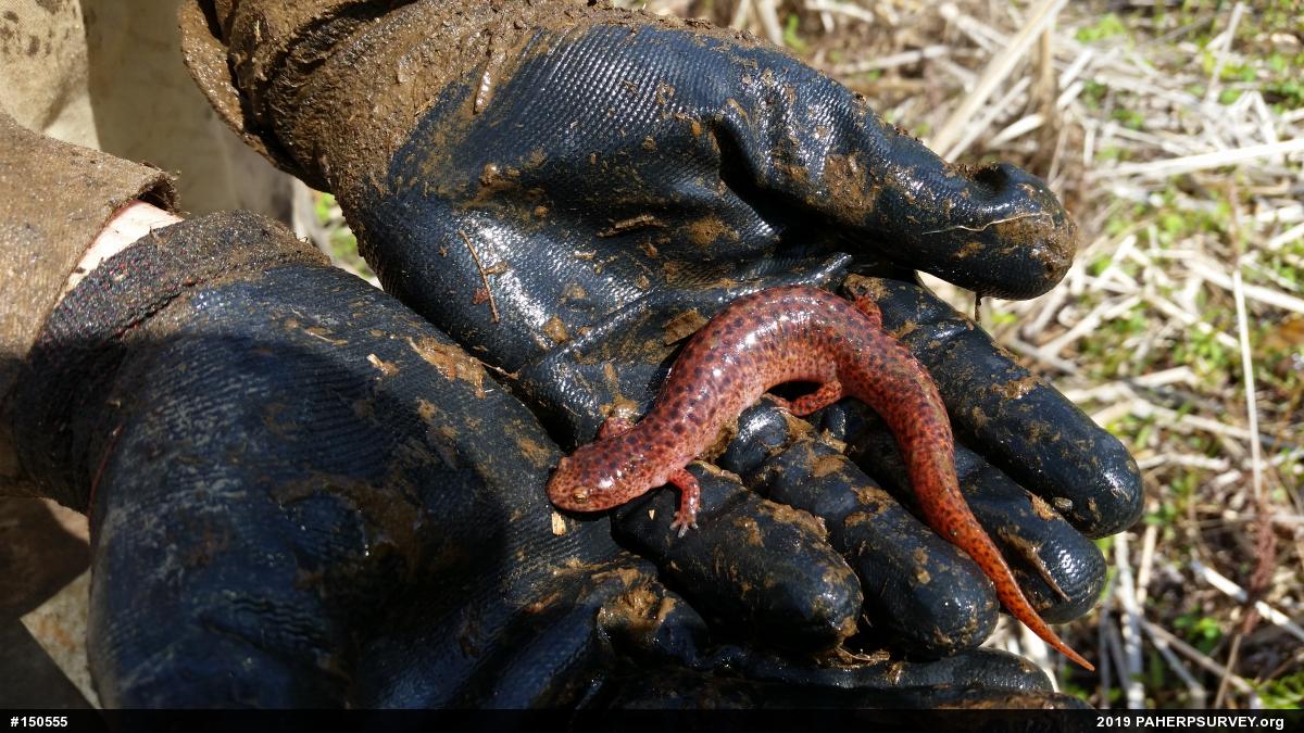 Northern Red Salamander