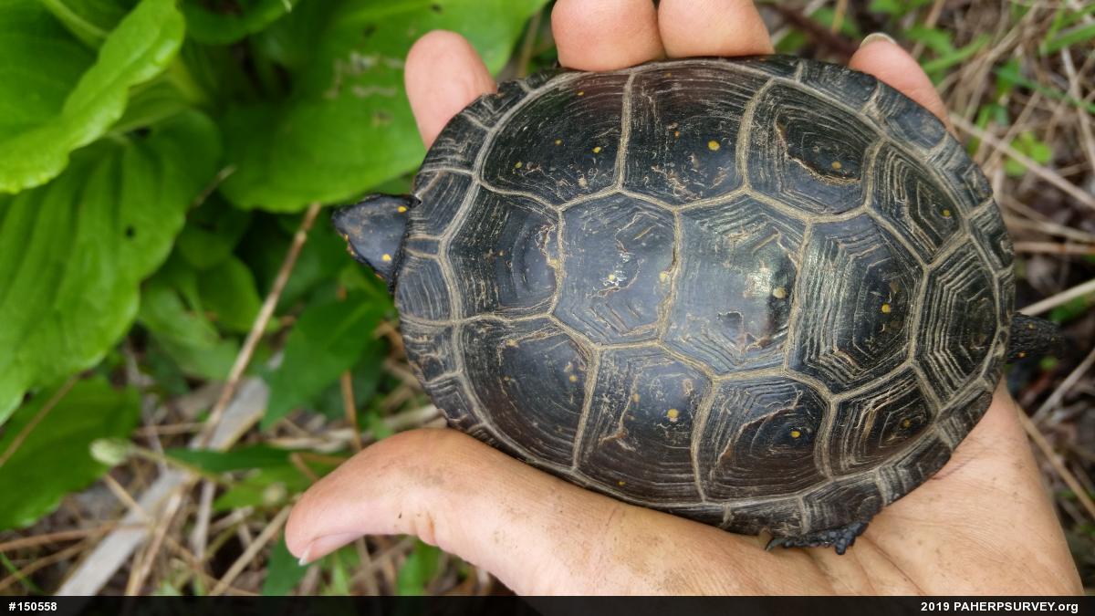 Spotted Turtle