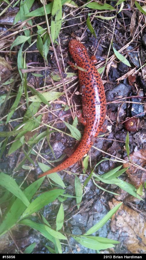 Northern Red Salamander