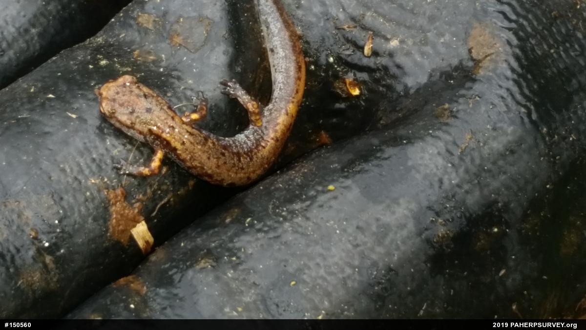 Four-toed Salamander