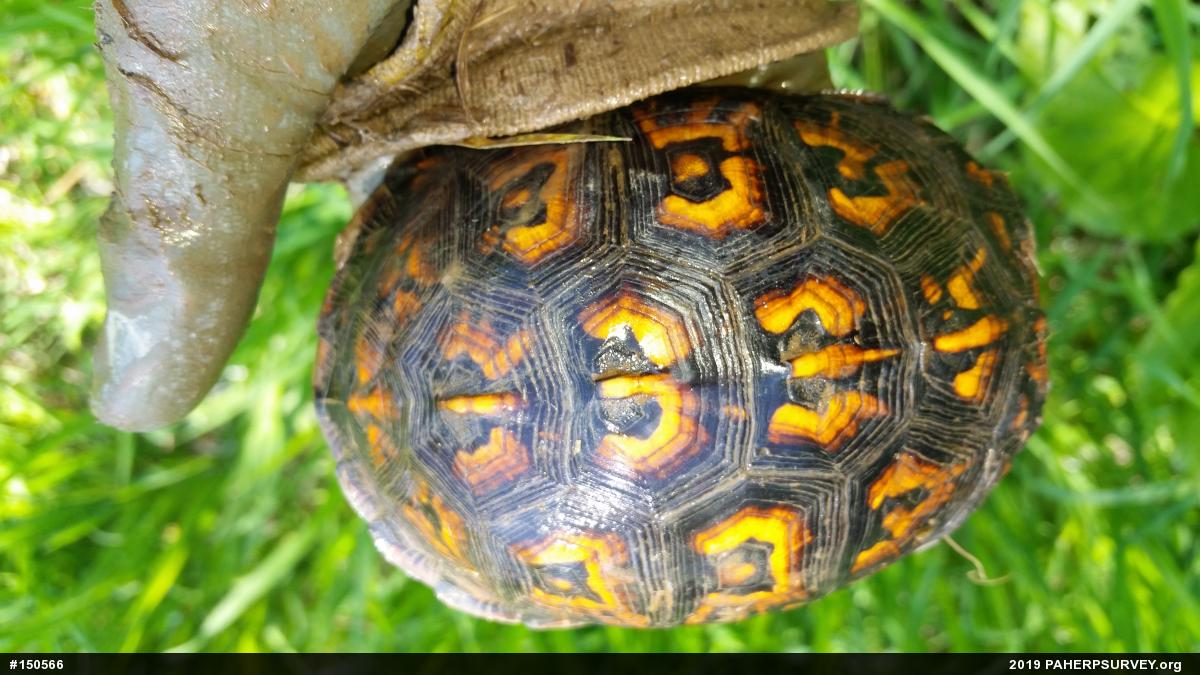 Eastern Box Turtle