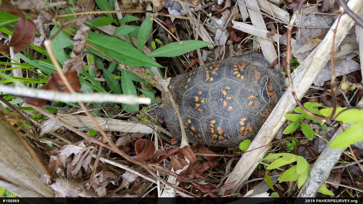 Eastern Box Turtle