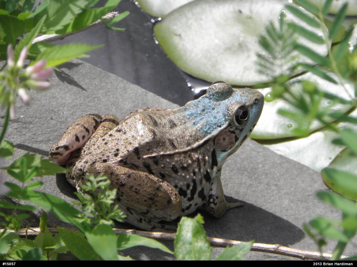 Green Frog