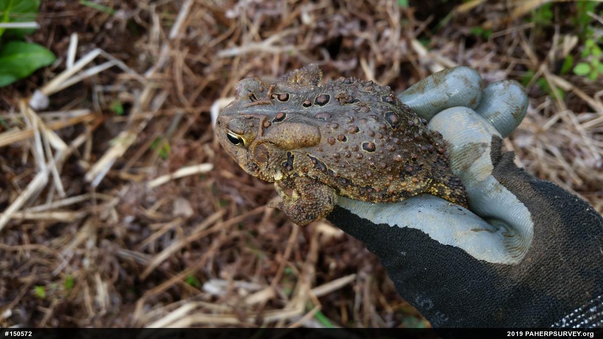 Eastern American Toad