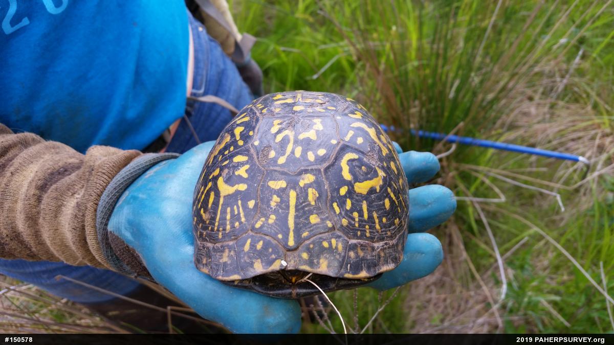 Eastern Box Turtle