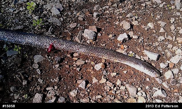 Eastern Ratsnake
