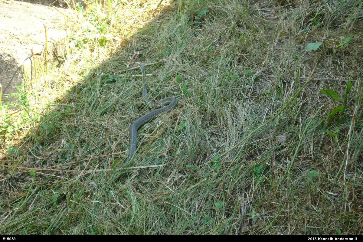 Eastern Gartersnake