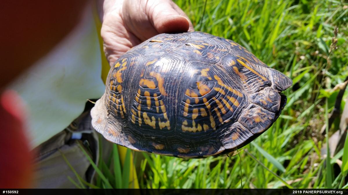 Eastern Box Turtle