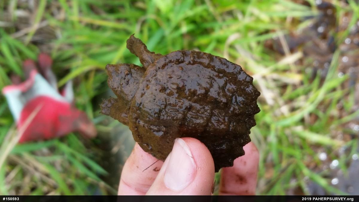 Snapping Turtle
