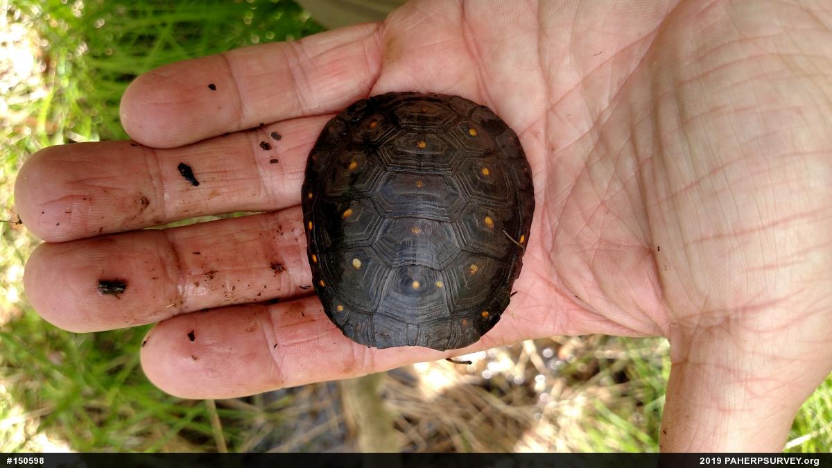 Spotted Turtle