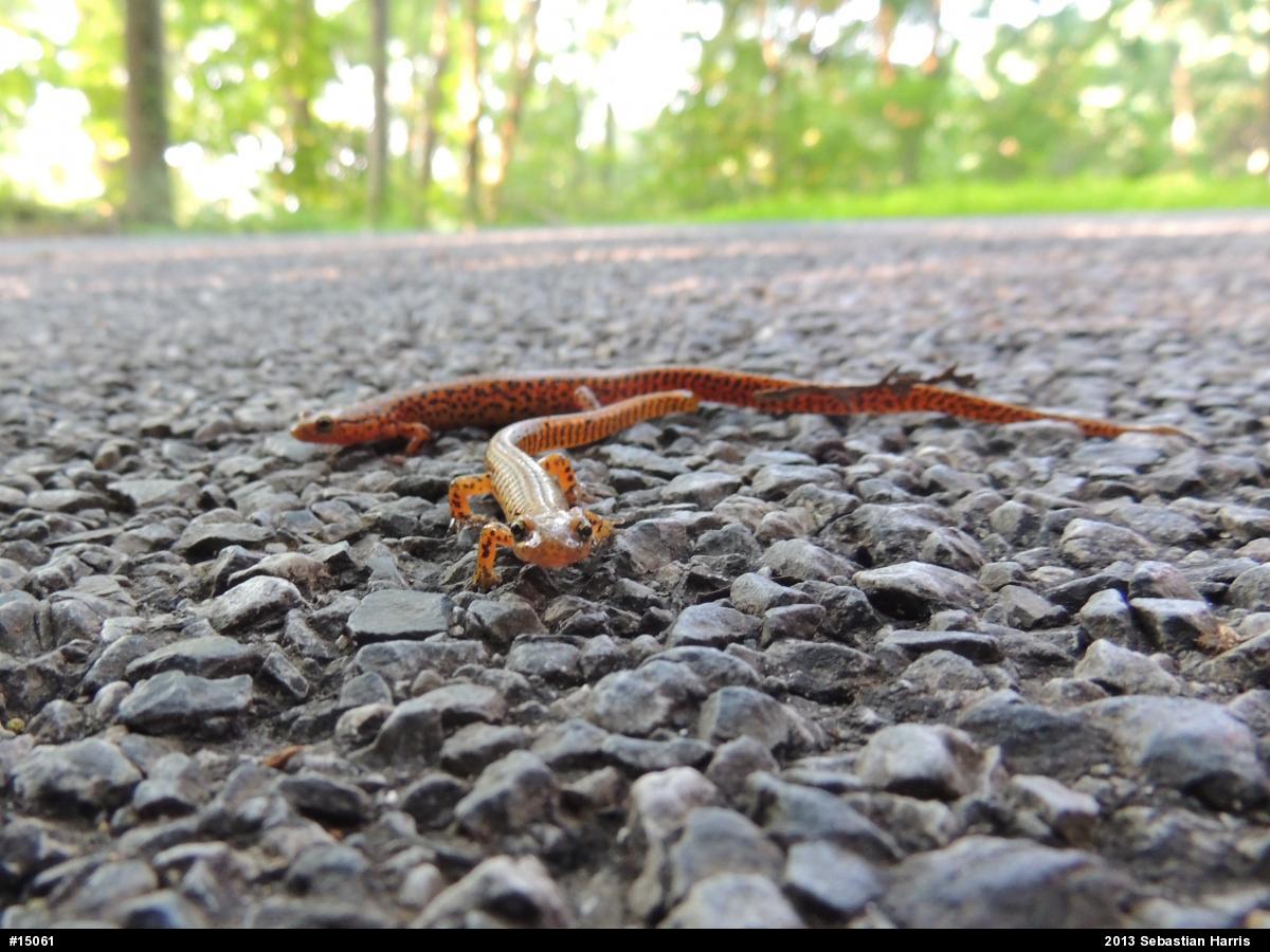 Eastern Long-tailed Salamander