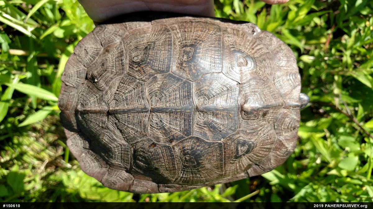 Wood Turtle