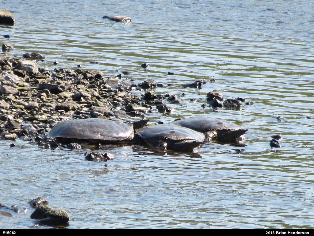 Eastern Spiny Softshell