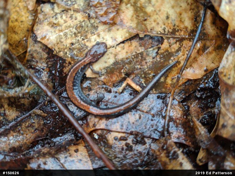 Eastern Red-backed  Salamander