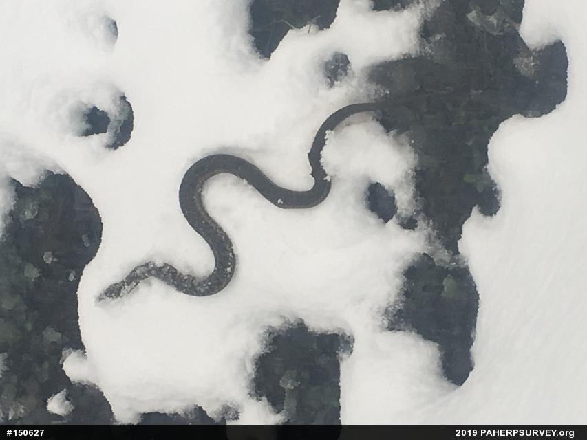Eastern Gartersnake