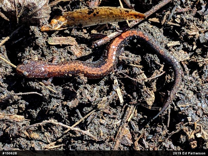 Eastern Red-backed  Salamander
