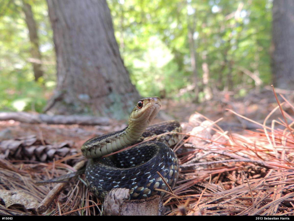Eastern Gartersnake